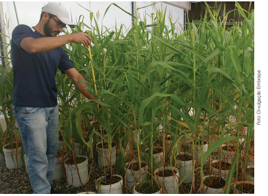 Ciência ajuda a aproveitar lodo de tratamento de água na agricultura